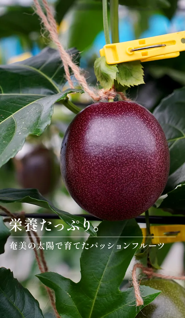 栄養たっぷり　奄美の太陽で育てたパッションフルーツ