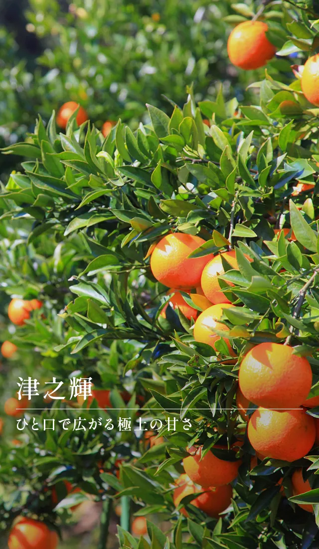 津之輝　ひと口で広がる極上の甘さ